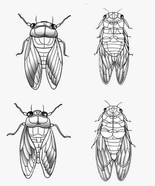 知了简笔画 知了简笔画图片