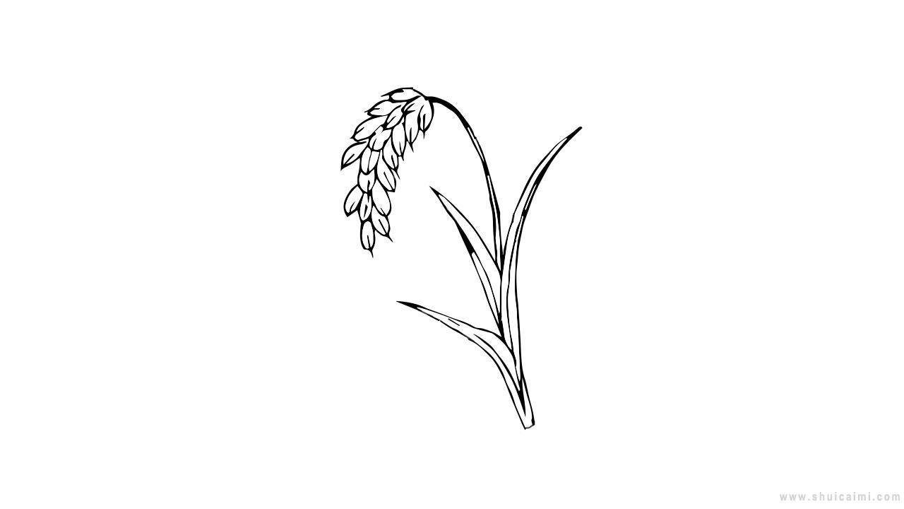 稻穗简笔画怎么画 稻穗简笔画简单