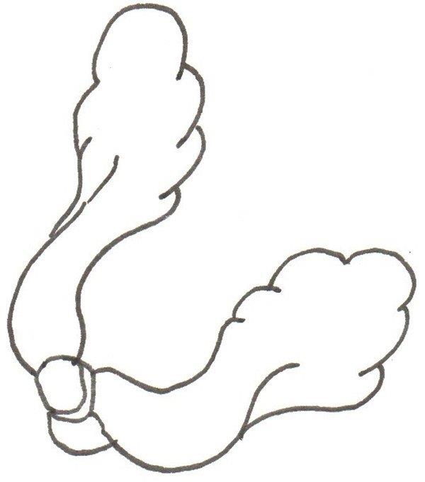 大白菜的简笔画怎么画 大白菜的简笔画图片大全