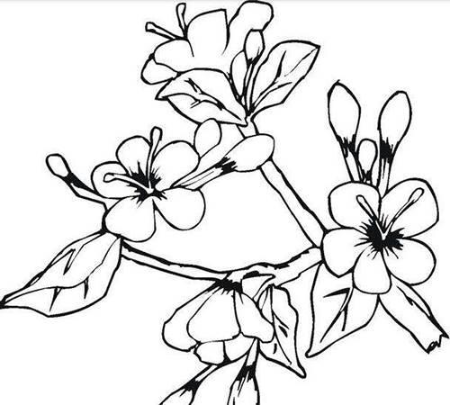 桃花简笔画图片大全 桃花简笔画图片大全带颜色