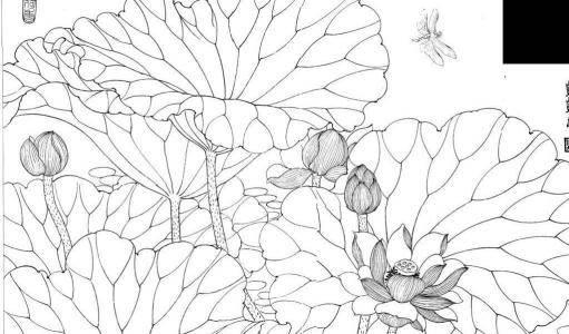 荷花荷叶简笔画 荷花荷叶简笔画彩色