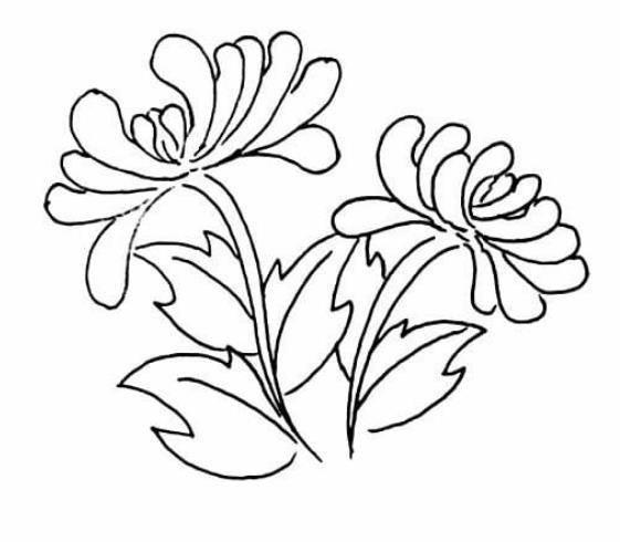 画菊花简笔画图片大全 画菊花简笔画图片大全一年级