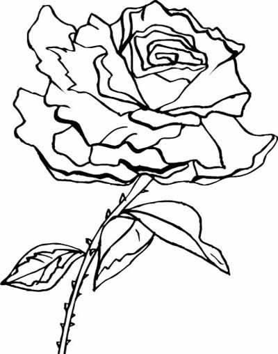 简笔画花 简笔画花草类