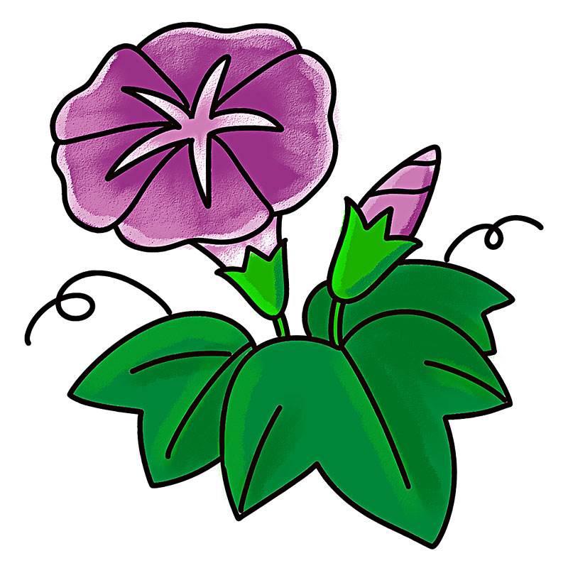 牵牛花简笔画 牵牛花简笔画图片