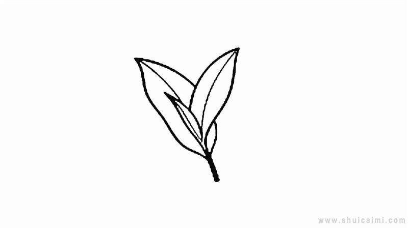 茶叶简笔画怎么画 茶叶简笔画顺序