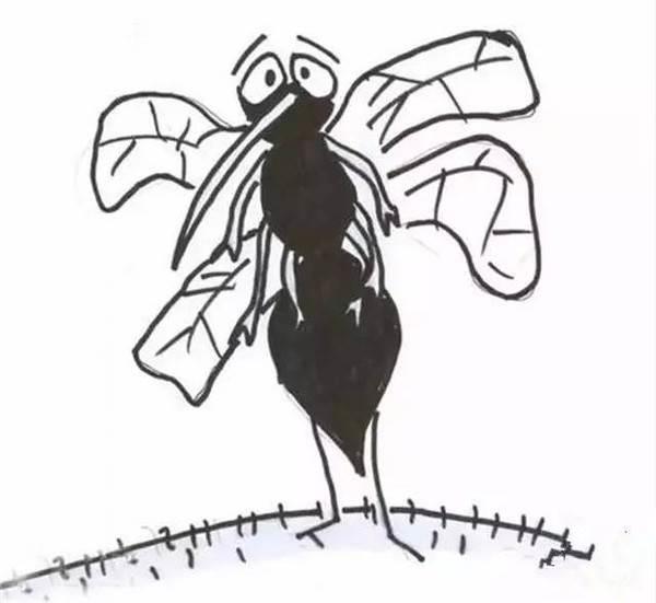 蚊子简笔画 蚊子简笔画图片
