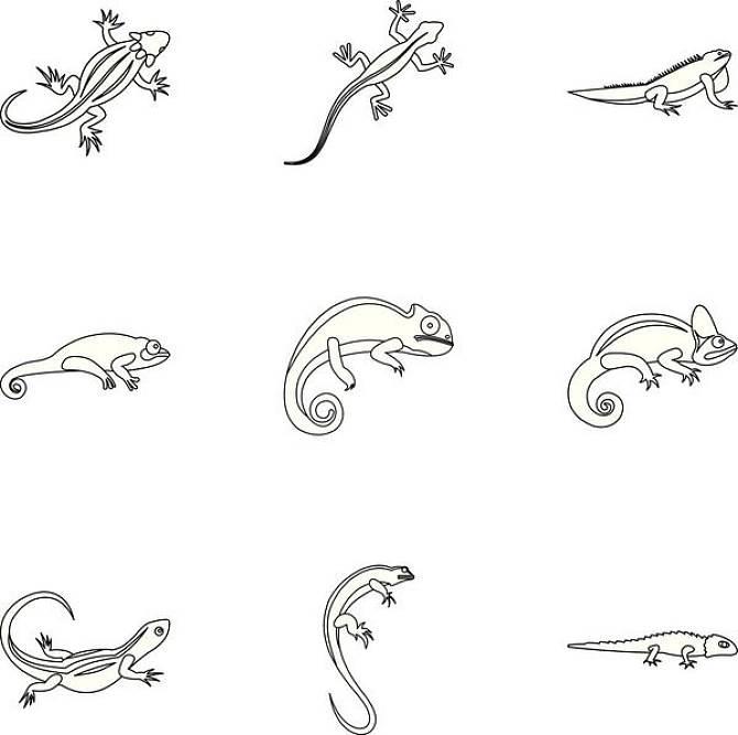 蜥蜴简笔画 蜥蜴简笔画图片