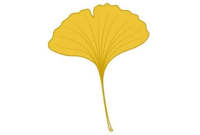 银杏叶简笔画 银杏树简笔画简单又好看