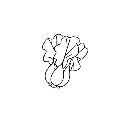 大白菜 简笔画 大白菜简笔画图片带颜色