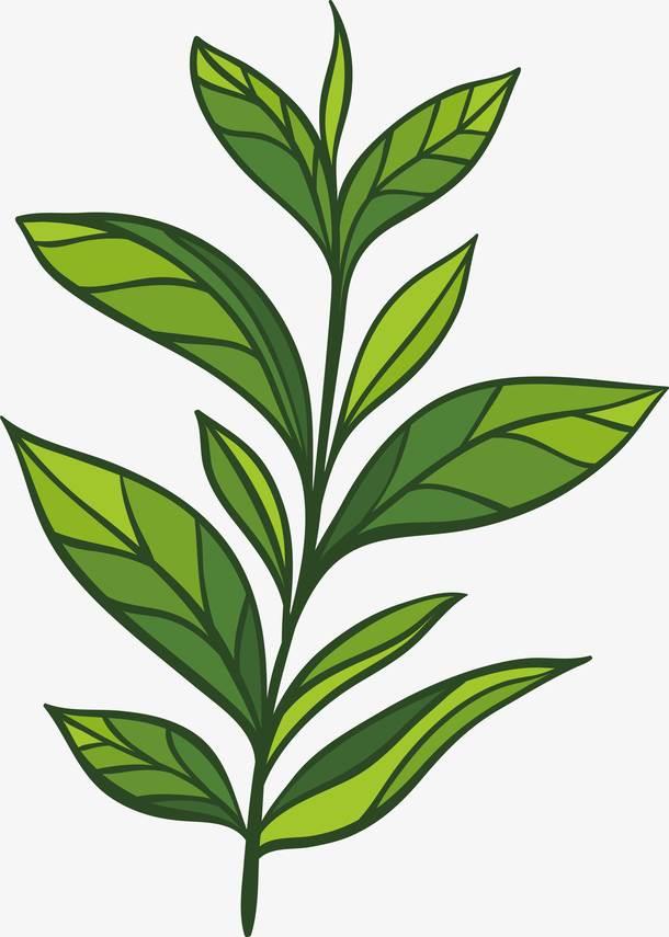 茶叶简笔画 茶叶简笔画彩色