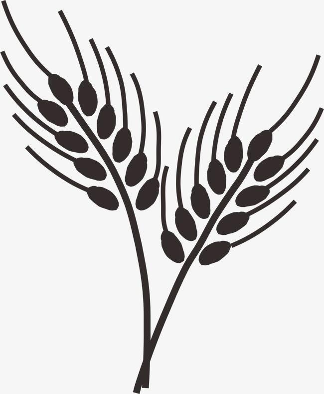 小麦简笔画 小麦简笔画图片