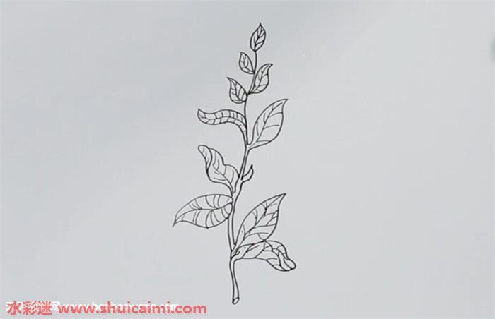 茶树怎么画 茶树简笔画简单好看带颜色