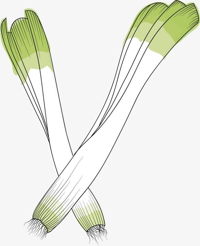 大葱简笔画 大葱简笔画图片带颜色