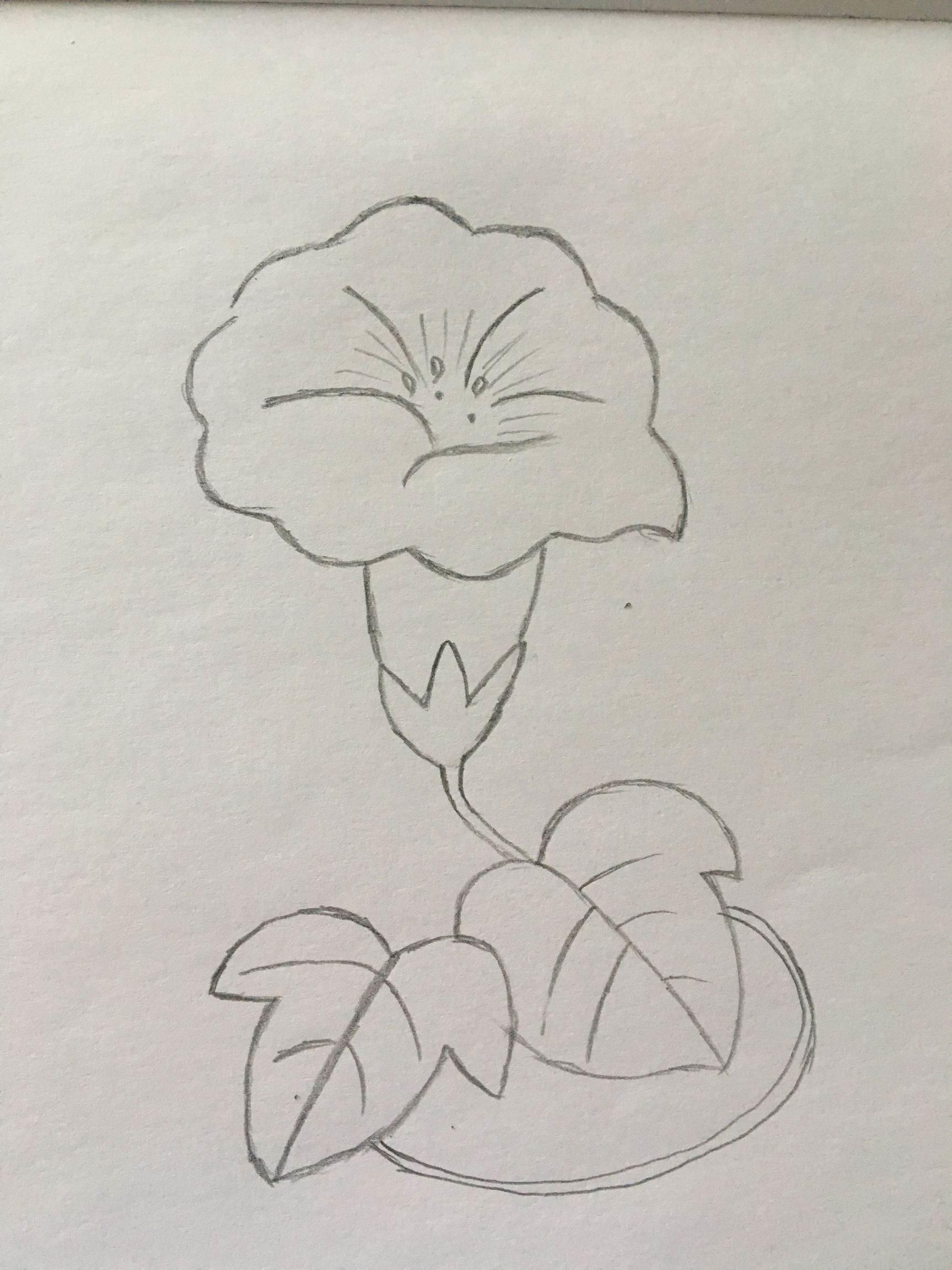 喇叭花简笔画图片大全 喇叭花简笔画图片大全彩色