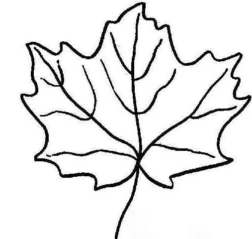 枫树简笔画 枫树简笔画图片大全大图