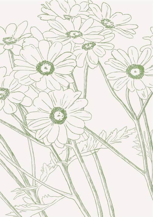 雏菊简笔画 雏菊简笔画图片