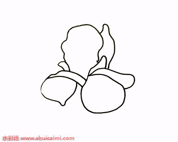 鸢尾花怎么画 鸢尾花简笔画简单易画彩色