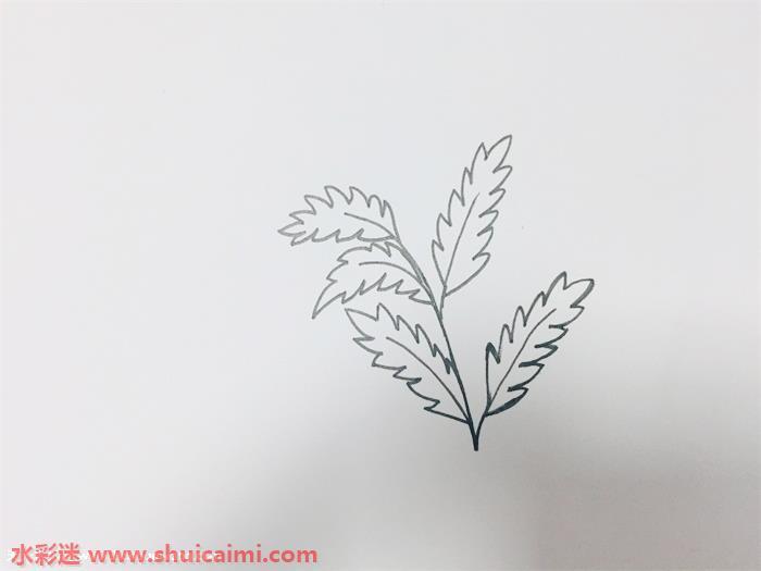 艾草怎么画 艾草简笔画步骤图解教程