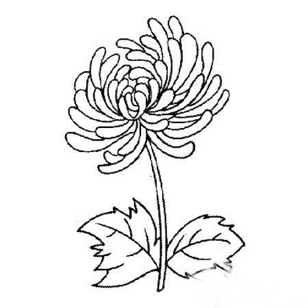 菊花的简笔画 菊花的简笔画图片