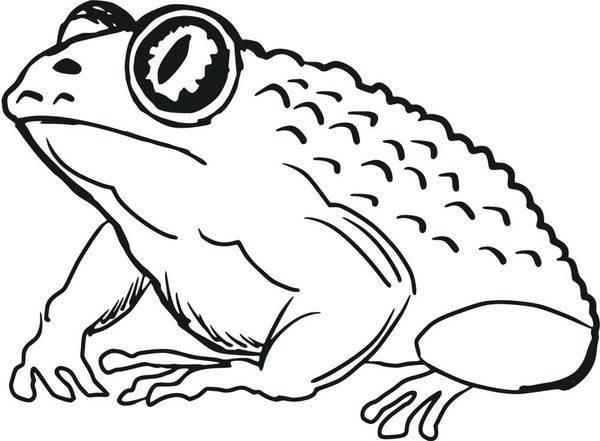蛤蟆简笔画图片  跳跃的青蛙简笔画图片