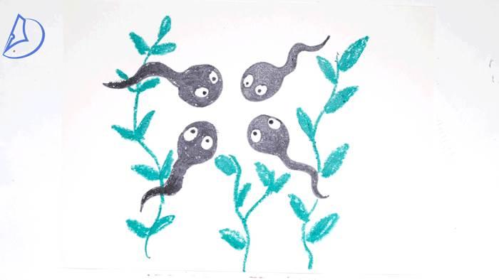 小蝌蚪简笔画 小蝌蚪简笔画图片彩色