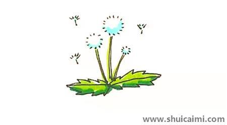 彩色蒲公英儿童简笔画