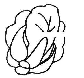 白菜简笔画图片大全 白菜简笔画图片大全大图彩色