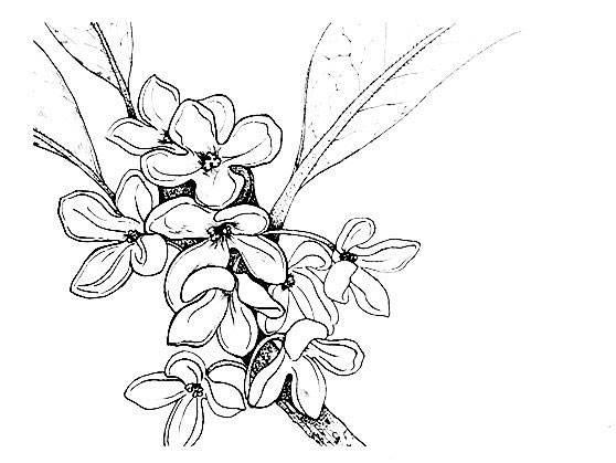 桂花的简笔画 桂花的简笔画怎么画最好看又简单