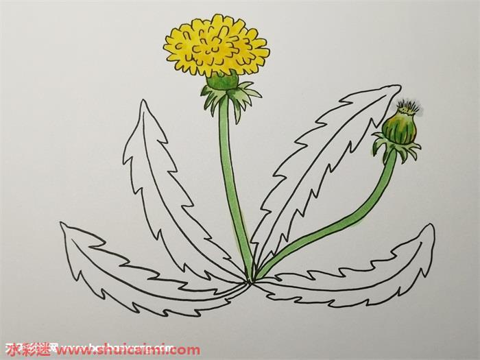 蒲公英怎么画 蒲公英简笔画图片带颜色