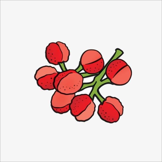 荔枝简笔画 荔枝简笔画简单又漂亮