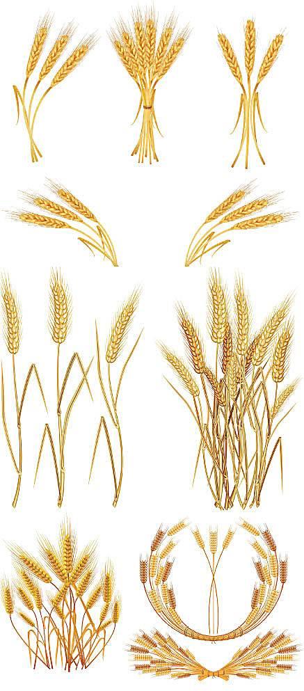 麦穗怎么画 麦穗边框图案大全