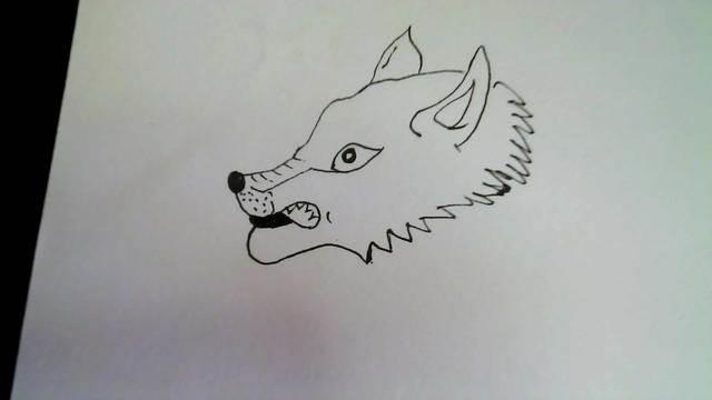狼的简笔画 狼的简笔画凶残霸气