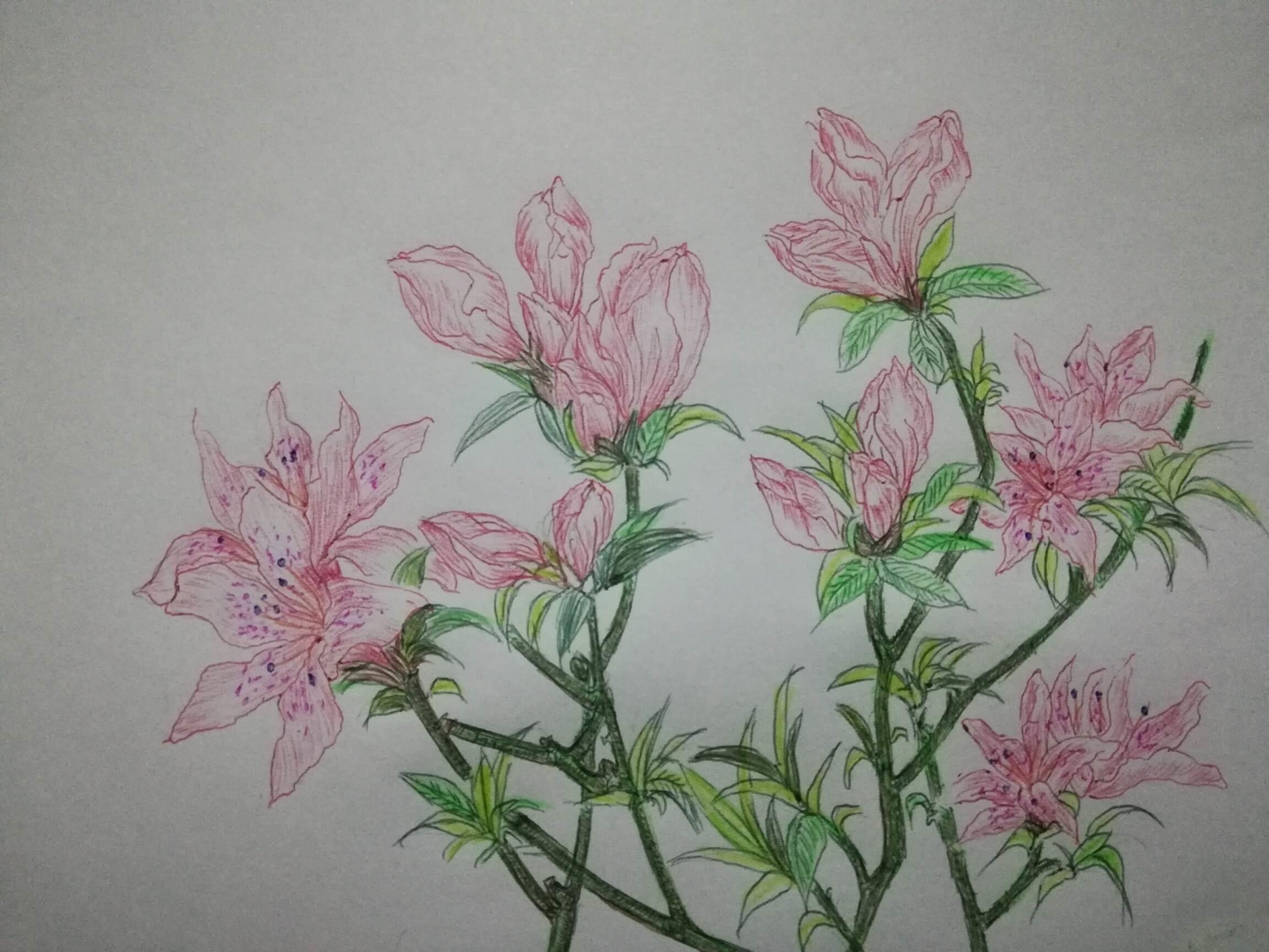 映山红简笔画 映山红简笔画儿童