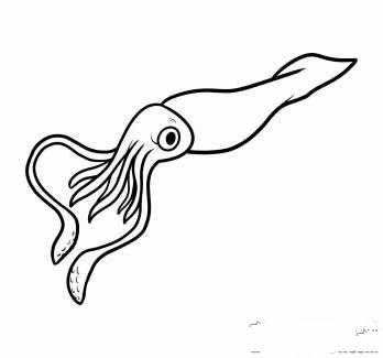 鱿鱼简笔画 铁板鱿鱼简笔画