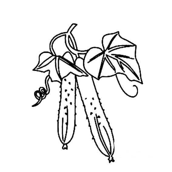 蔬菜简笔画 蔬菜简笔画图片带颜色
