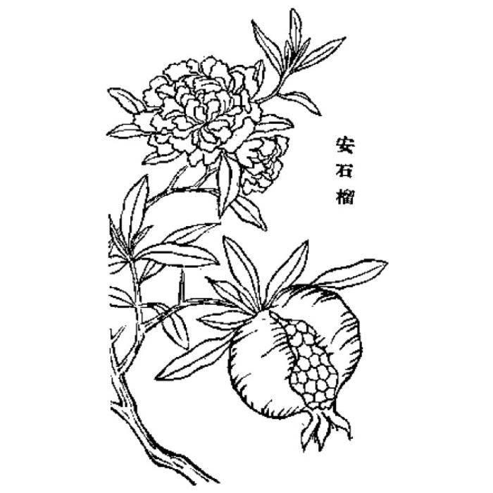 石榴花简笔画图片大全 石榴花简笔画图片大全带颜色