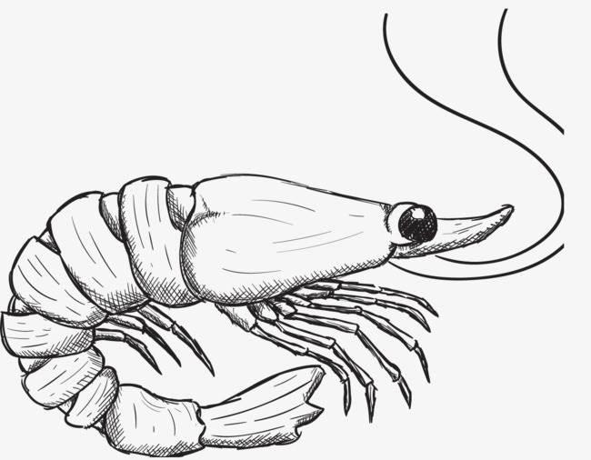 虾的简笔画 虾的简笔画图片大全