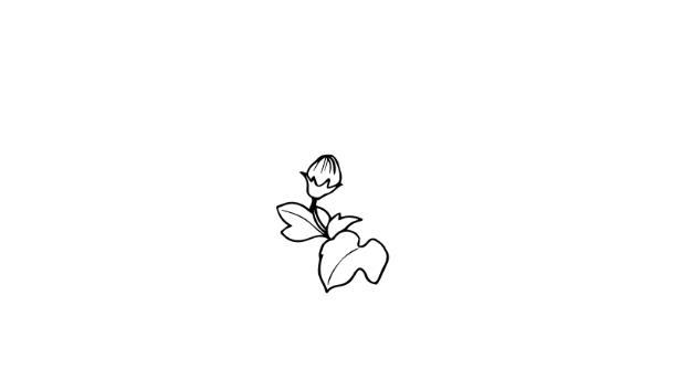 芙蓉花简笔画怎么画 芙蓉花简笔画好看