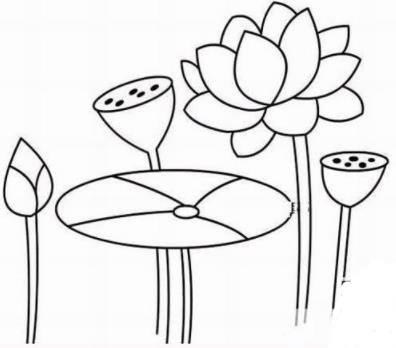 荷花荷叶简笔画 荷花荷叶简笔画彩色