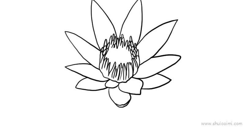 娇艳睡莲儿童画怎么画 娇艳睡莲简笔画好看