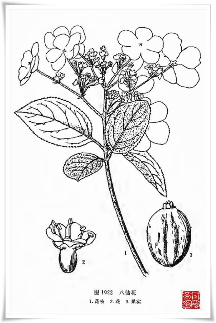 壮族绣球简笔画 壮族绣球简笔画怎么画