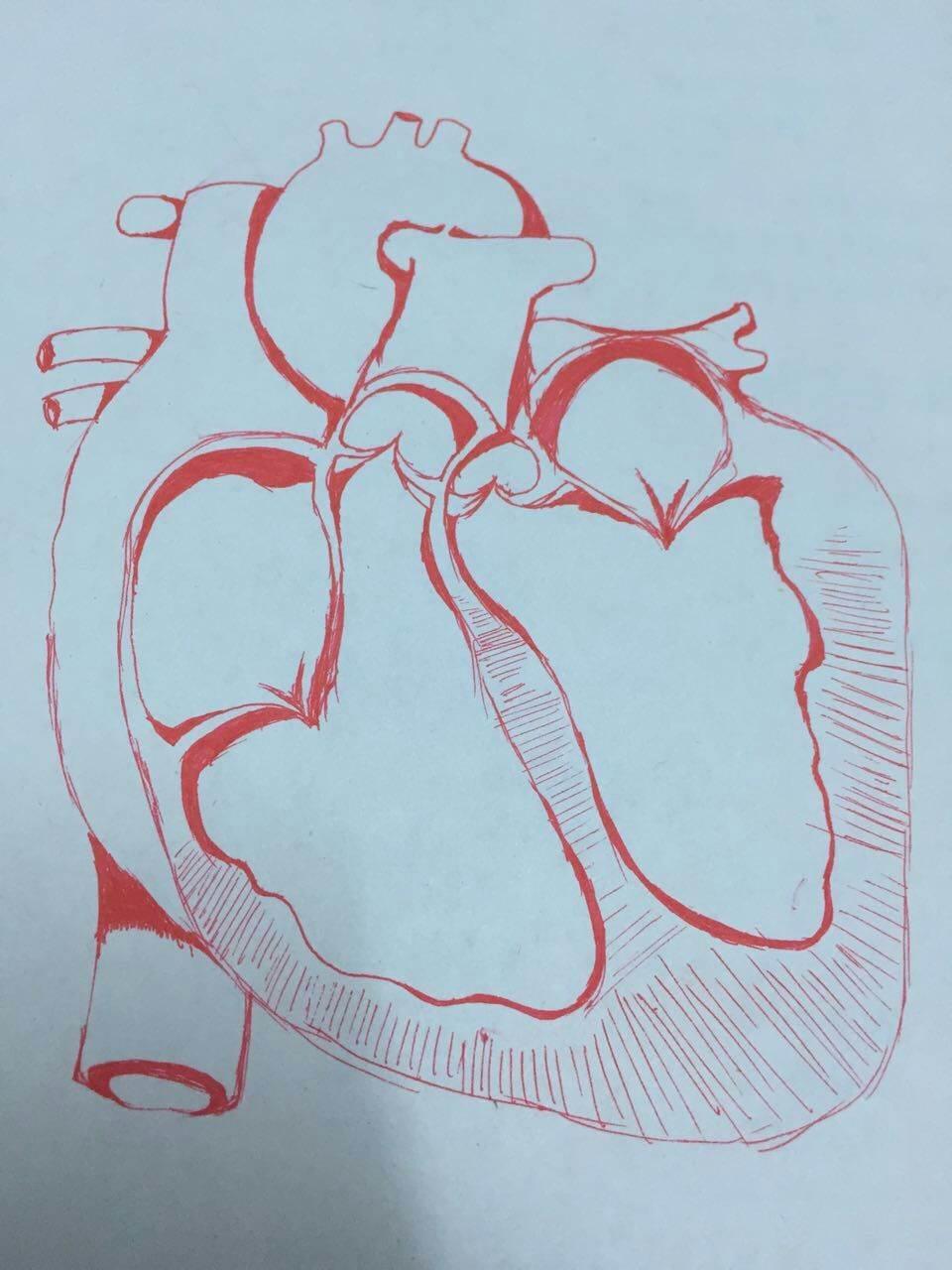 心脏简笔画 心脏简笔画结构图