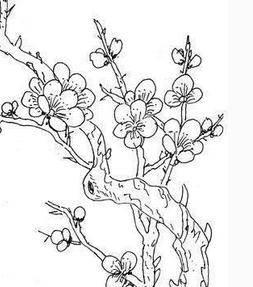 梅花树简笔画 梅花树简笔画手绘