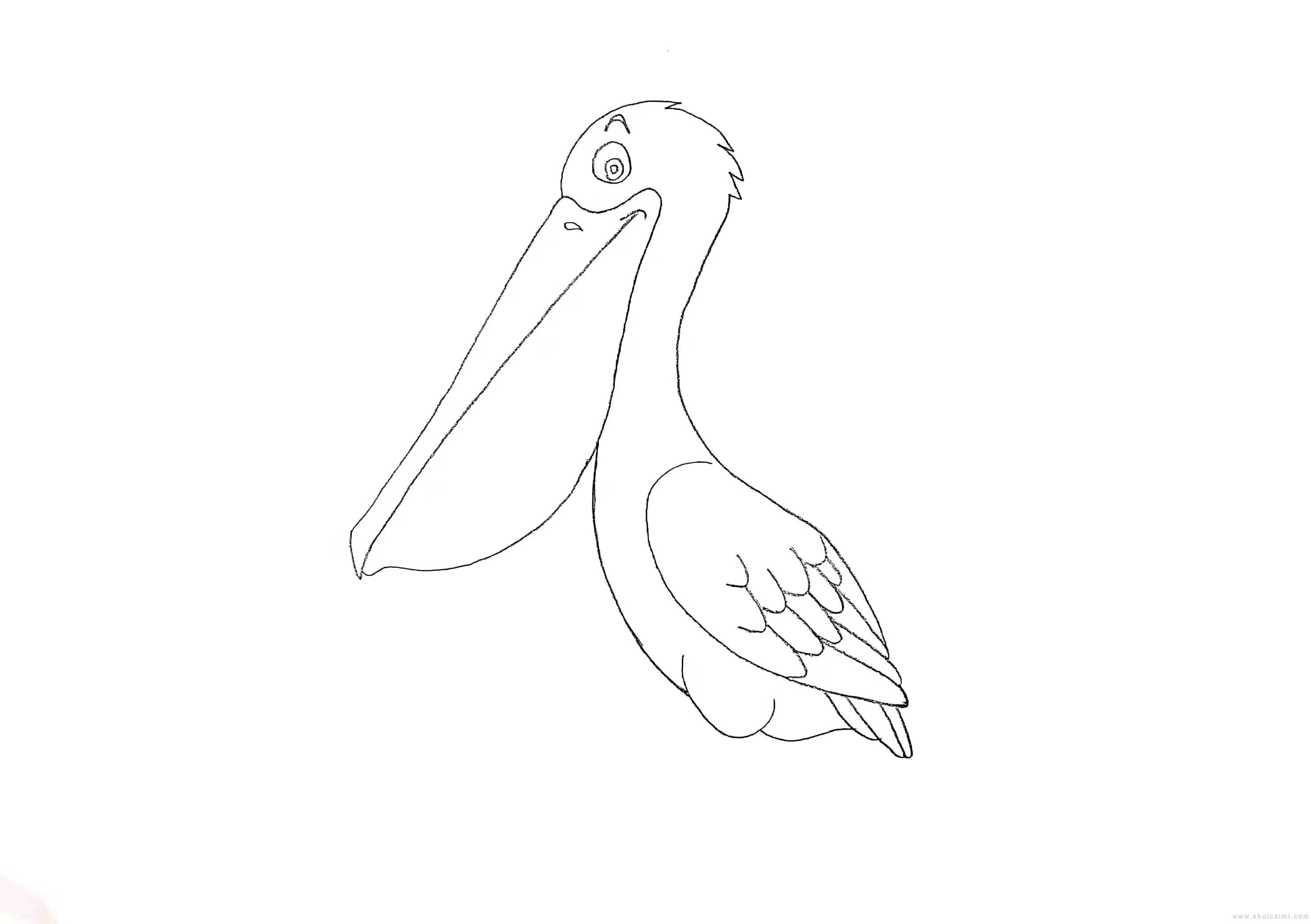 鹈鹕简笔画怎么画 鹈鹕简笔画图片大全