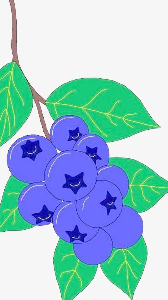 蓝莓简笔画 蓝莓简笔画图片