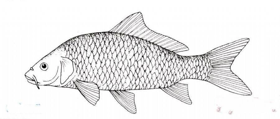 鲤鱼简笔画图片大全 鲤鱼简笔画图片大全彩色简单