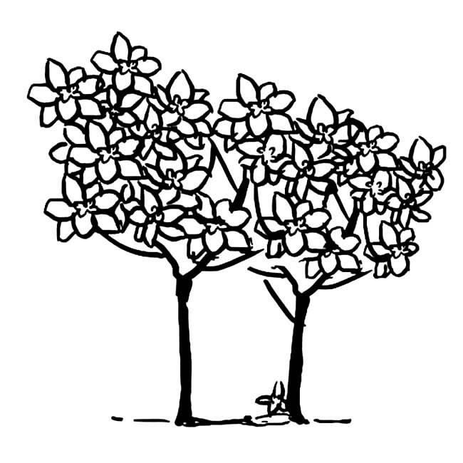 桂花简笔画 桂花简笔画图片