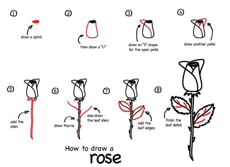 玫瑰花怎么画简笔画又漂亮 玫瑰花怎么画简笔画又漂亮 一步一步