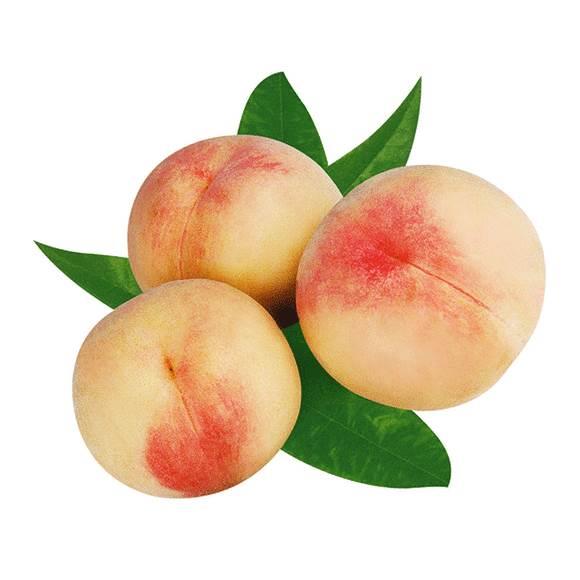 水蜜桃简笔画 水蜜桃简笔画图片