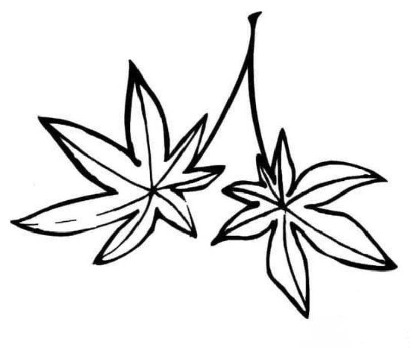 枫叶简笔画 枫叶简笔画图片大全